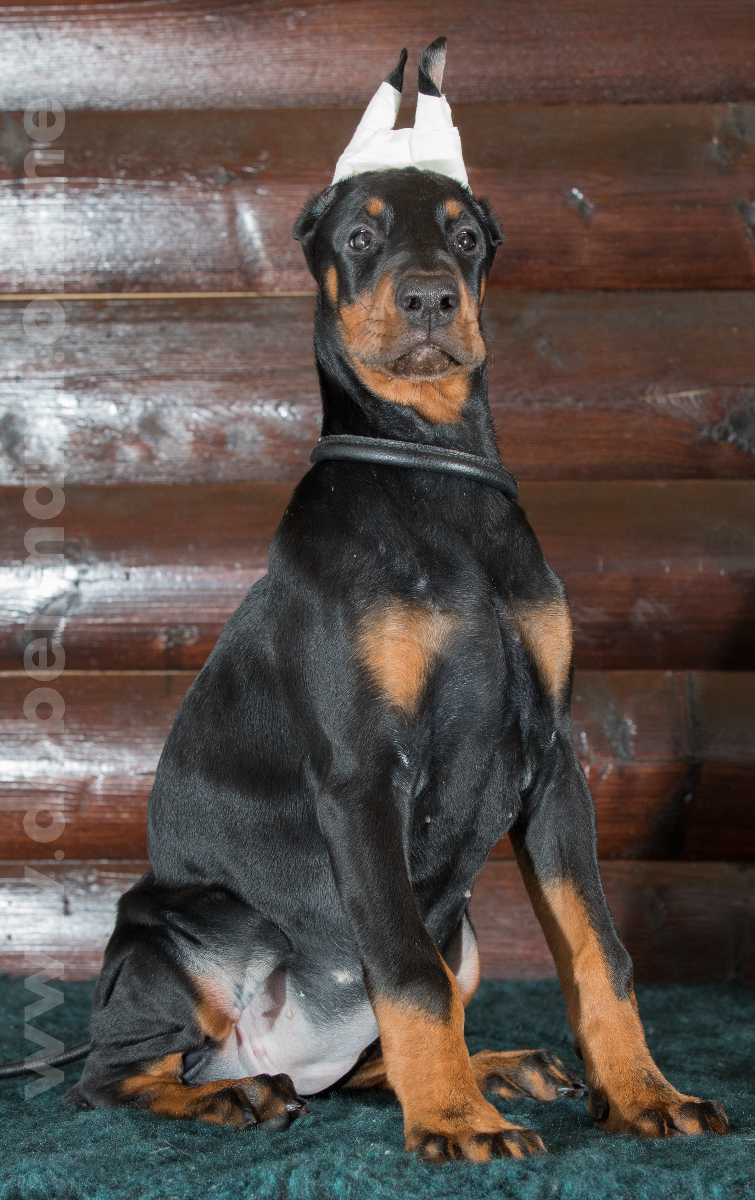 Dobermann puppy: Adellia iz Korolevstva D'Allba = Troy del Nasi x Gelina iz Korolevstva D'Allba