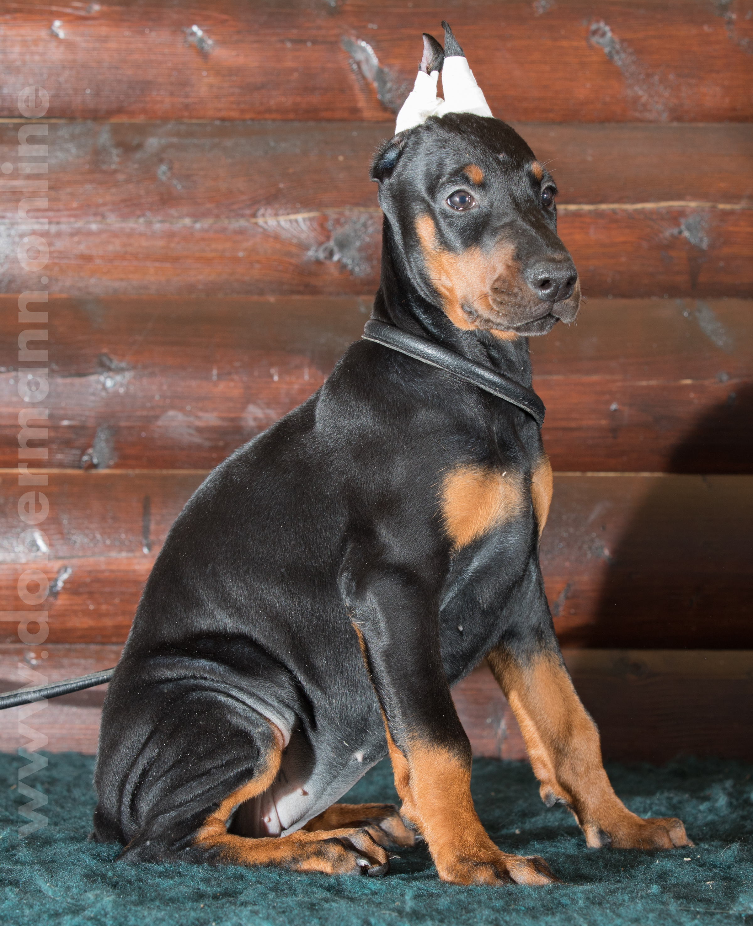 Dobermann puppy: Anissa iz Korolevstva D'Allba = Troy del Nasi x Gelina iz Korolevstva D'Allba