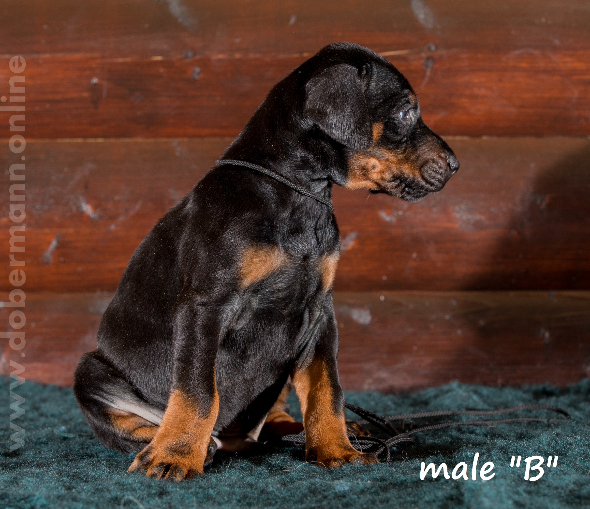 Dobermann puppy: Male 'B' iz Korolevstva D'Allba = Troy del Nasi x Gelina iz Korolevstva D'Allba