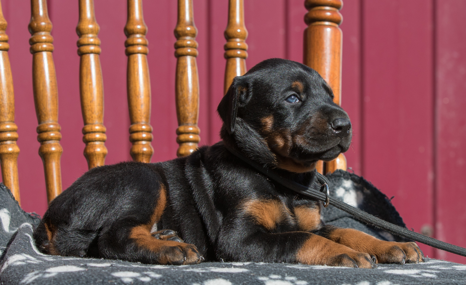 Dobermann puppy: Female 'A' iz Korolevstva D'Allba = Imidz Lord Hermann x Sharon iz Korolevstva D'Allba