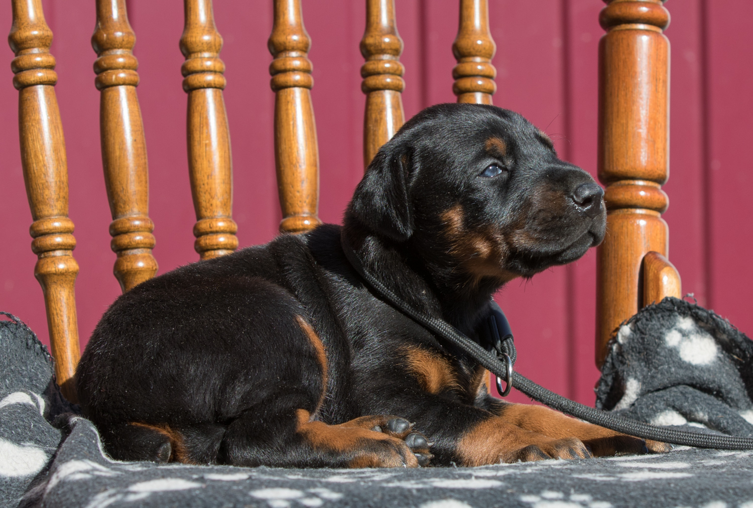 Dobermann puppy: Female 'A' iz Korolevstva D'Allba = Imidz Lord Hermann x Sharon iz Korolevstva D'Allba