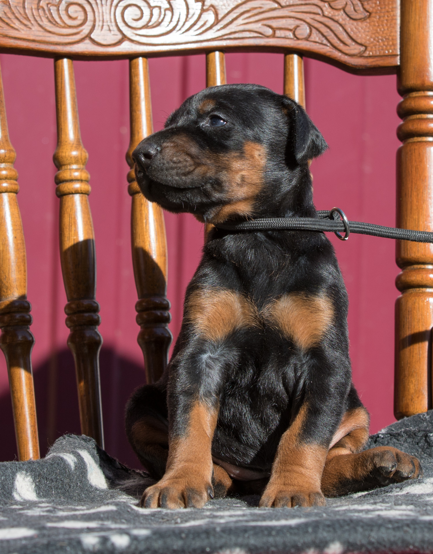 Dobermann puppy: Female 'B' iz Korolevstva D'Allba = Imidz Lord Hermann x Sharon iz Korolevstva D'Allba