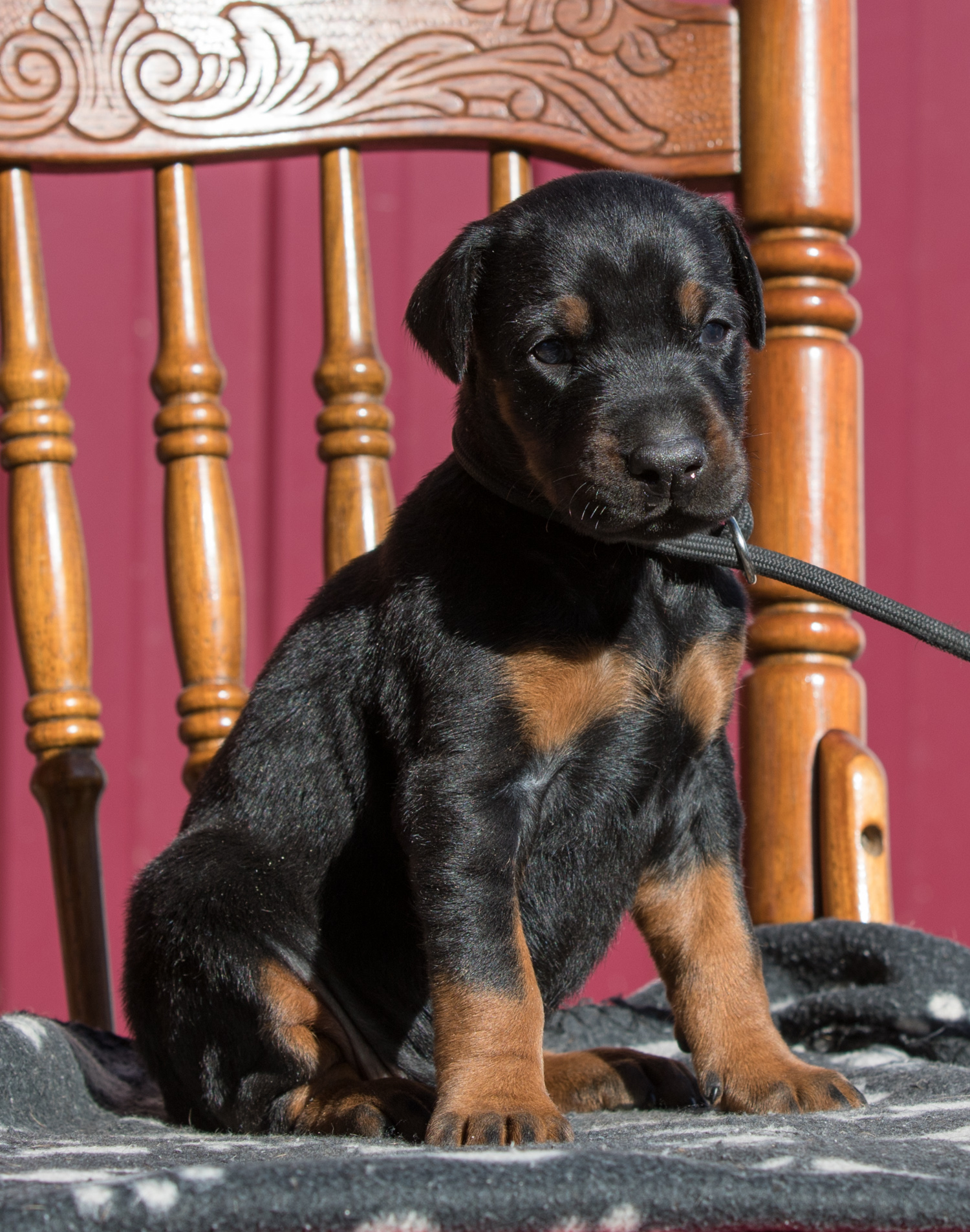 Dobermann puppy: Female 'B' iz Korolevstva D'Allba = Imidz Lord Hermann x Sharon iz Korolevstva D'Allba