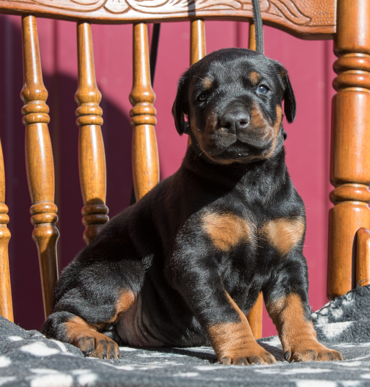 Dobermann puppy: Santiago iz Korolevstva D'Allba = Imidz Lord Hermann x Sharon iz Korolevstva D'Allba