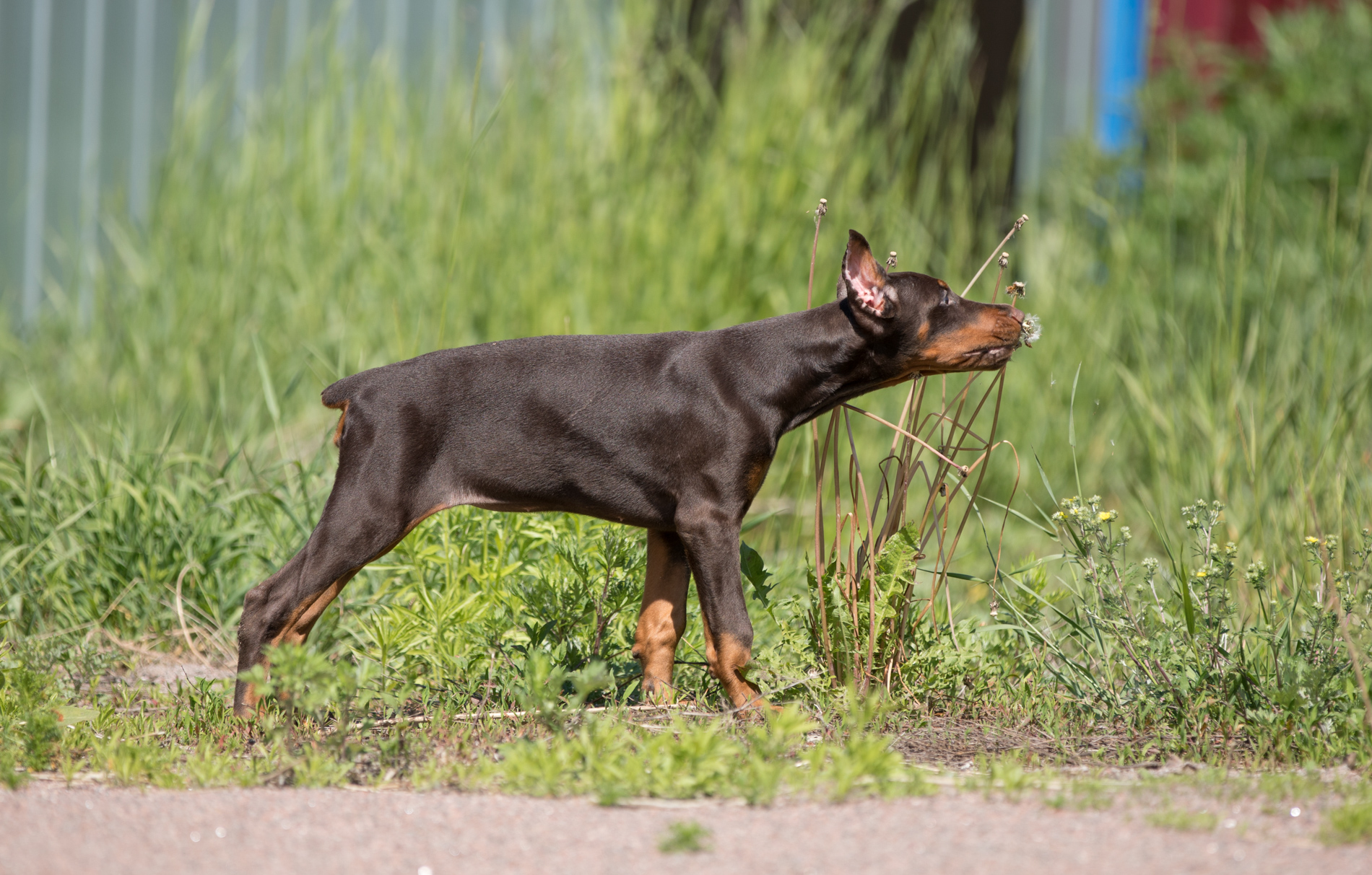 Dobermann puppy: A litter = Pride Of Russia Prokhor x Louisa iz Korolevstva D'Allba